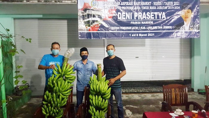 Reses Deni Prasetya, Petani Pisang Ingin Undang Gubernur Khofifah Panen Cavendish