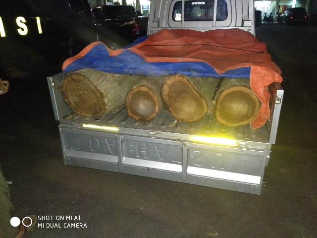 Lebaran, Tiga Pria Jember Ditangkap karena Curi Kayu Jati
