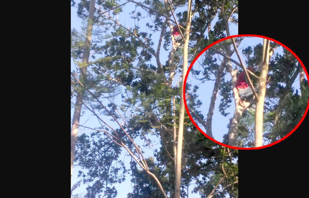 Sejumlah warga saat membujuk Bowo agar mau turun. foto: ist