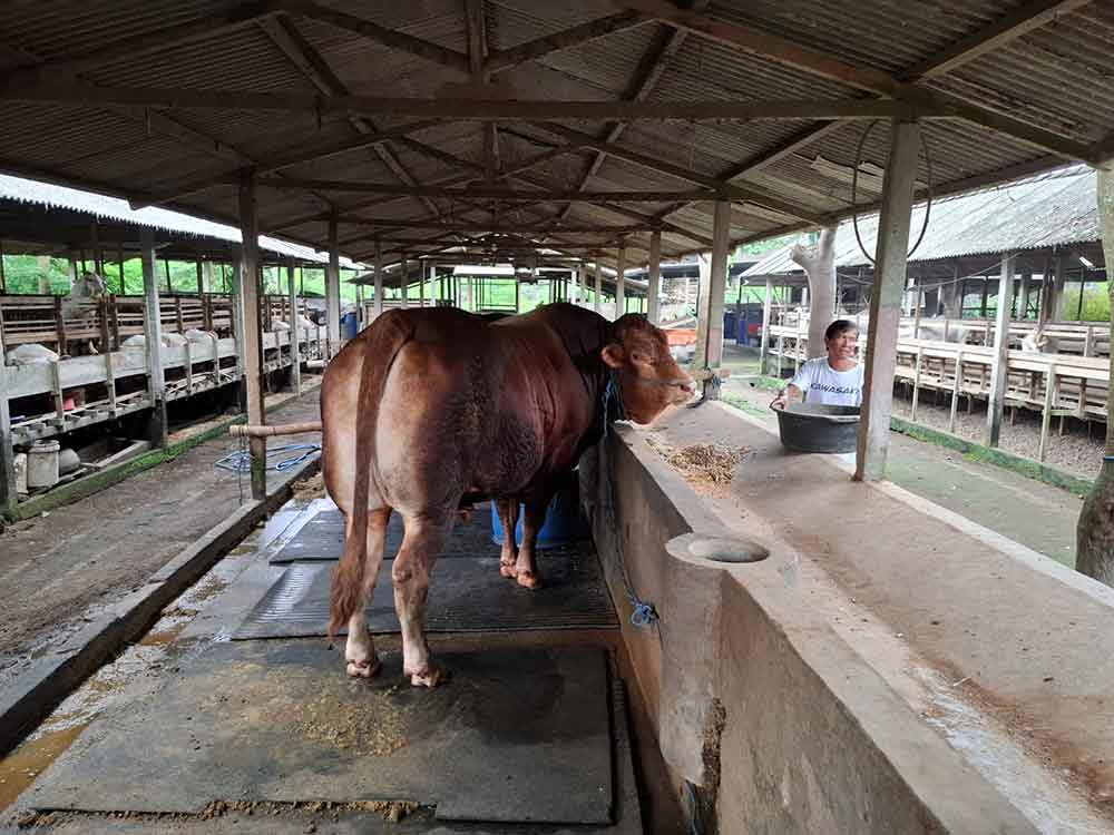 Sapi Jihad yang terpilih sebagai hewan kurban presiden. (Ist)