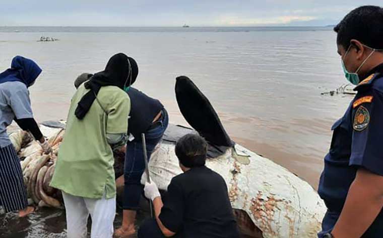 Peristiwa ditemukannya orca di perairan Banyuwangi ini merupakan kejadian yang tidak biasa.