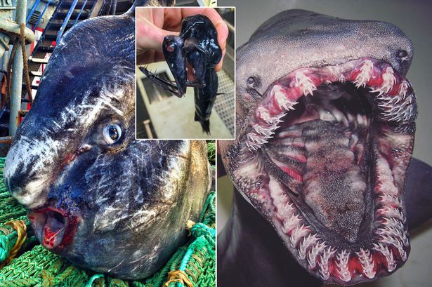 Hewan-hewan eksotik. foto: repro mirror.co.uk