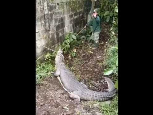 Upaya evakuasi buaya berukuran 3,3 meter di Prigen
