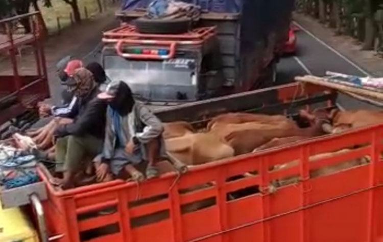 Sejumlah sopir truk pengangkut sapi memblokir Jalur Pantura Kabupaten Tuban. Mereka tak terima saat petugas menghentikan dan menilang para sopir truk pengangkut sapi di Pos Lalu Lintas Pakah Tuban. (foto: ist)