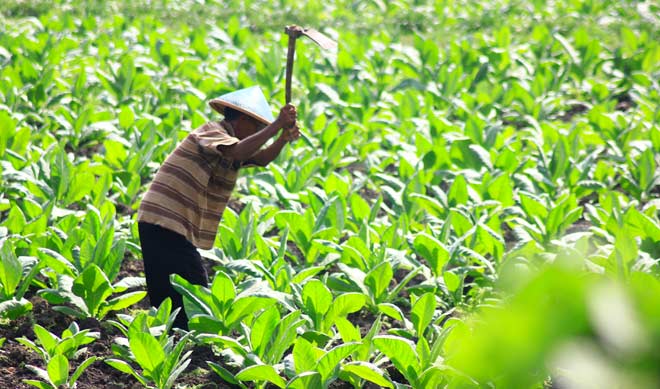 Salah satu petani tembakau di Kecamatan Kanor sedang merawat tanaman tembakaunya. foto: EKY NURHADI/ BANGSAONLINE