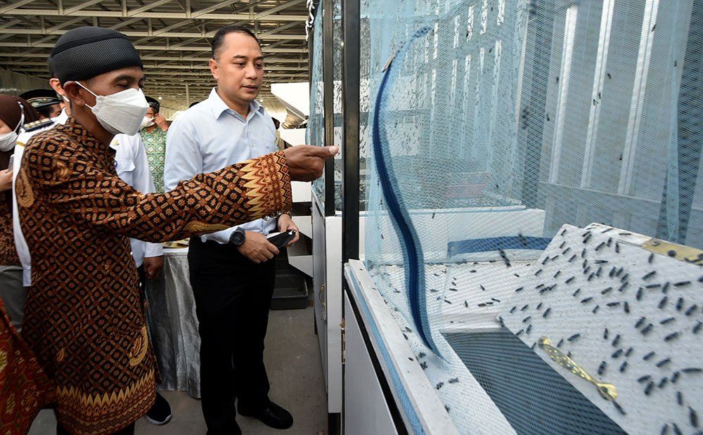 Wali Kota Surabaya Eri Cahyadi saat meninjau rumah padat karya yang dimanfaatkan untuk budi daya jangkrik.