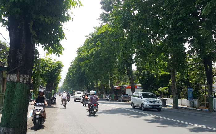 Rapikan Pohon Perindangan, DLH Pasuruan Anggarkan Rp 160 Juta