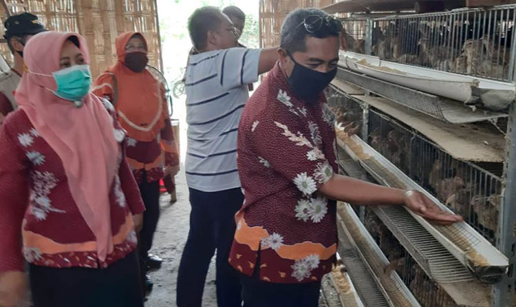 Peternak saat memberikan maggot pada unggas. (foto: ist)