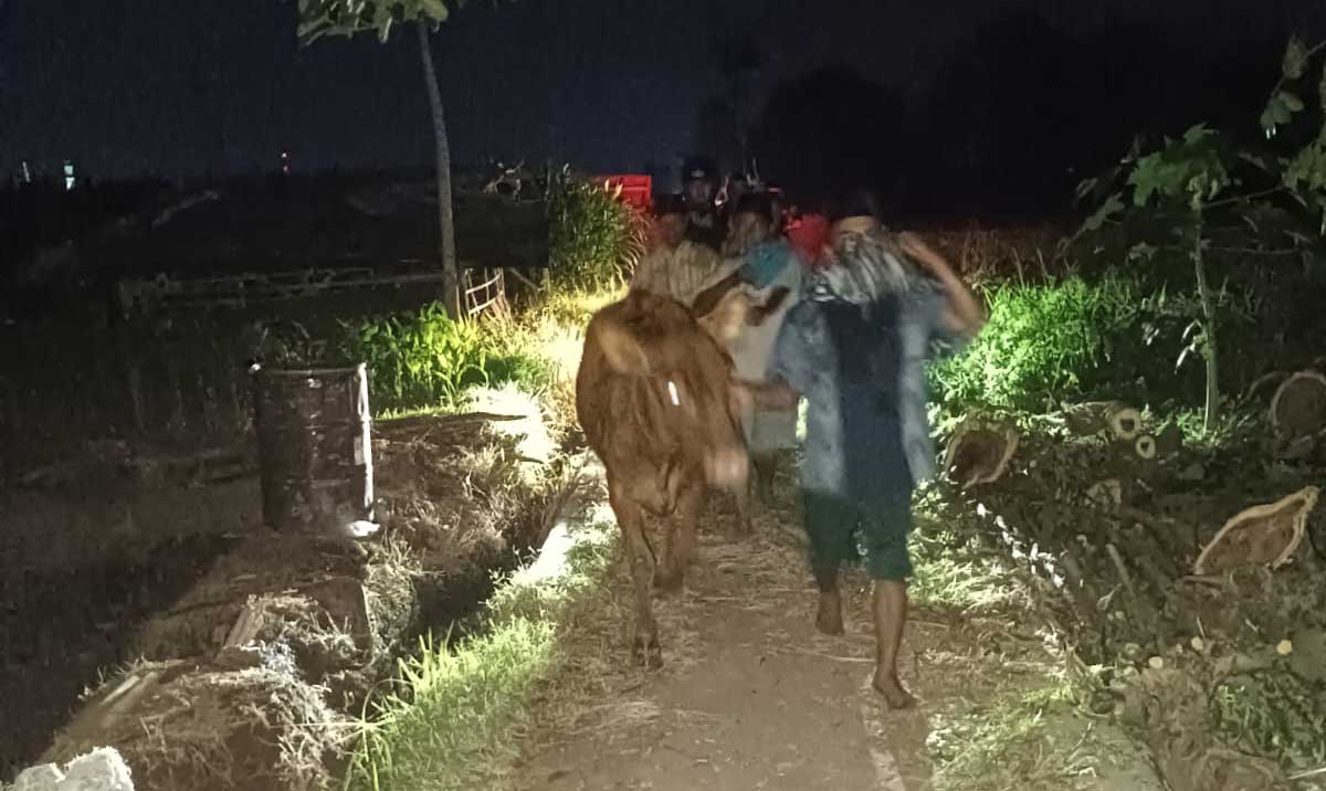 Barang bukti berupa sapi yang diamankan saat hendak dicuri pelaku.