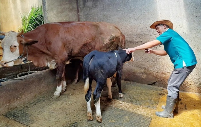 drh Pujiono, Petugas Lapangan DKPP Kota Kediri saat mengecek kondisi sapi. foto: ist.
