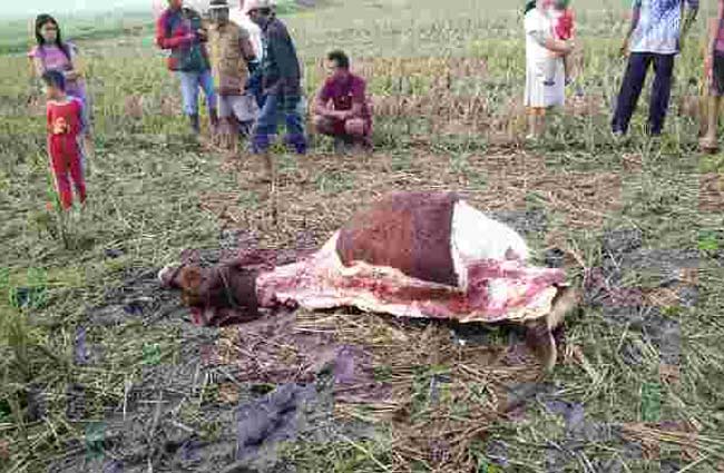 Bangkai sapi yang telah terpotong di sawah