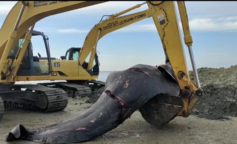 Bangkai ikan paus yang terdampar di pesisir Modung Bangkalan Madura diangkut ekskavator, Sabtu (20/2/2021). foto: ist/ bangsaonline.com