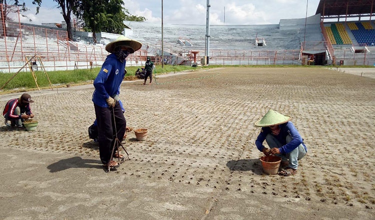 Penanaman rumput di Stadion Gelora 10 November atau Stadion Tambaksari Surabaya sesuai standar yang ditetapkan FIFA. (foto: ist).