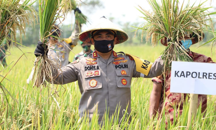 Kapolres Mojokerto AKBP Dony Alexander saat panen raya padi di Desa Windurejo.