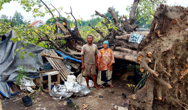 Suparno dan Siti, istrinya menunjukkan pohon Ambar yang hampir menimpa dia dan keluarganya. foto: YUDI EP/ BANGSAONLINE