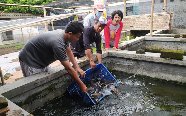Anggota Pokdakan Makmur Sejahtera, saat melepas indukan lele ke kolam. 