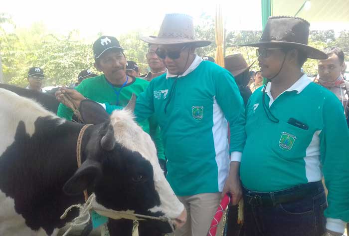 Bupati Pasuruan Irsyad Yusuf (tengah) saat melihat salah satu sapi peserta kontes.