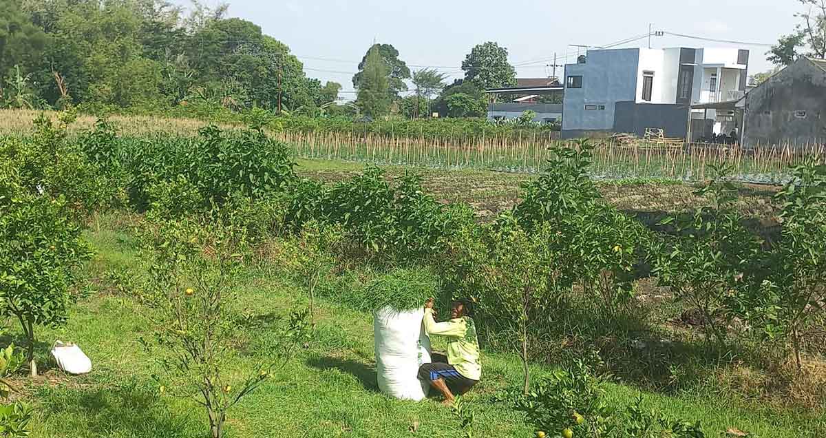 Lahan pertanian di Junrejo, Kota Batu.