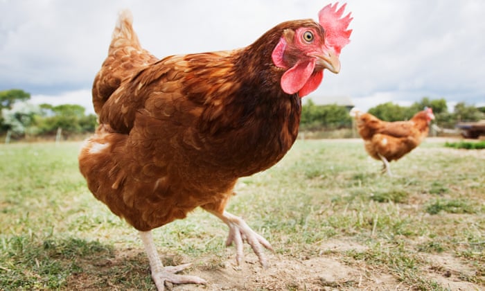 Ayam perkasa. foto: theguardian
