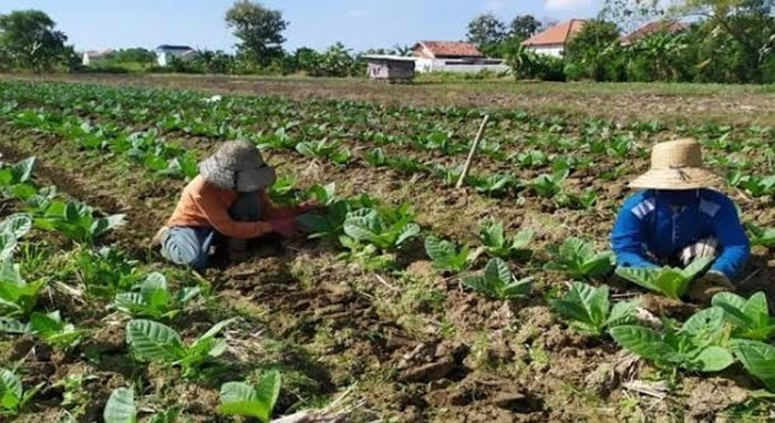Petani tembakau di Kabupaten Pamekasan.