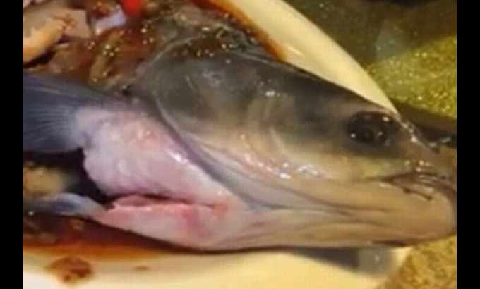Potongan kepala ikan abu-abu ‘duduk’ di tepi piring.