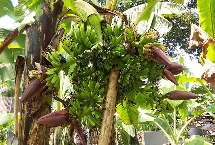 Pohon pisang yang tumbuh dengan enam tundun banyak menuai keheranan warga. foto: CATUR A/ BANGSAONLINE