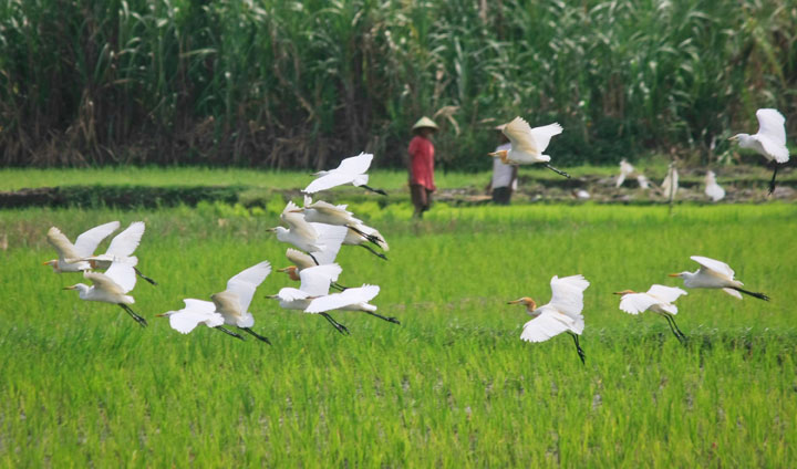 Nampak Kawanan burung putih saat menyerbu kawasan persawahan.