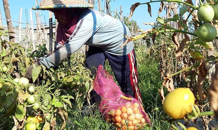 Seorang petani saat memanen tomat. (foto: MUJI HARJITA/ BANGSAONLINE)