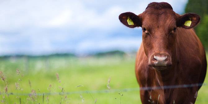 foto sapi ilustrasi. foto; merdeka.com