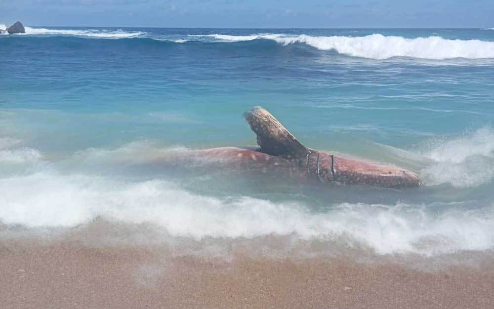 Kondisi bangkai hiu tutul sepanjang 5 meter yang terdampar di Pantai Pangi, Blitar, sebelum dievakuasi.