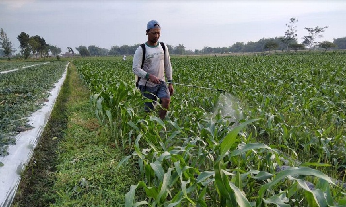 Salah satu petani saat menyemprotkan pestisida pembasmi hama ulat grayak.