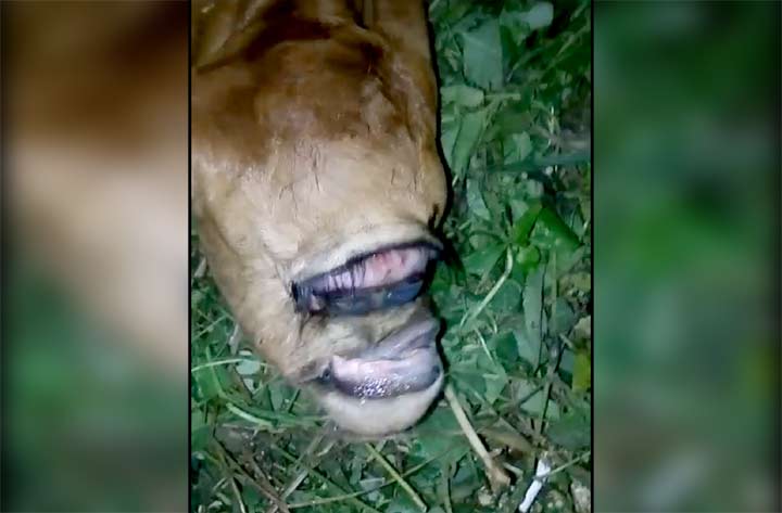 Sapi di Desa Palalang, Kecamatan Pakong, Kabupaten Pamekasan, yang lahir dengan satu kelopak mata dan satu alis.