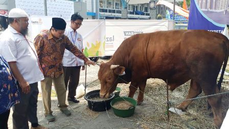 Gairahkan Peternak Sapi Gemuk, Lazismu Salurkan Kurban Sapi 1 Ton 