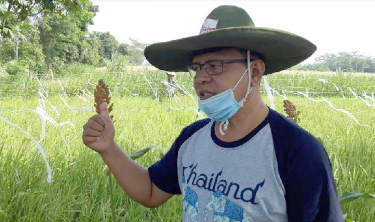 Romo Hardo, saat menunjukan hamparan hijau tanaman padinya. foto: MUJI HARJITA/ BANGSAONLINE