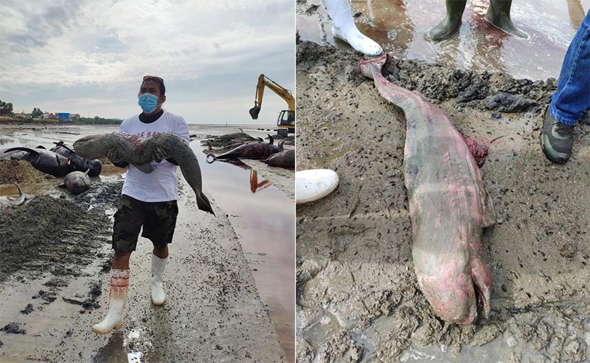 Anak ikan paus tergeletak di antara 49 ikan paus yang mati terdampar di pesisir Modung Bangkalan Madura, Sabtu (20/2/2021). foto: ist/ bangsaonline.com