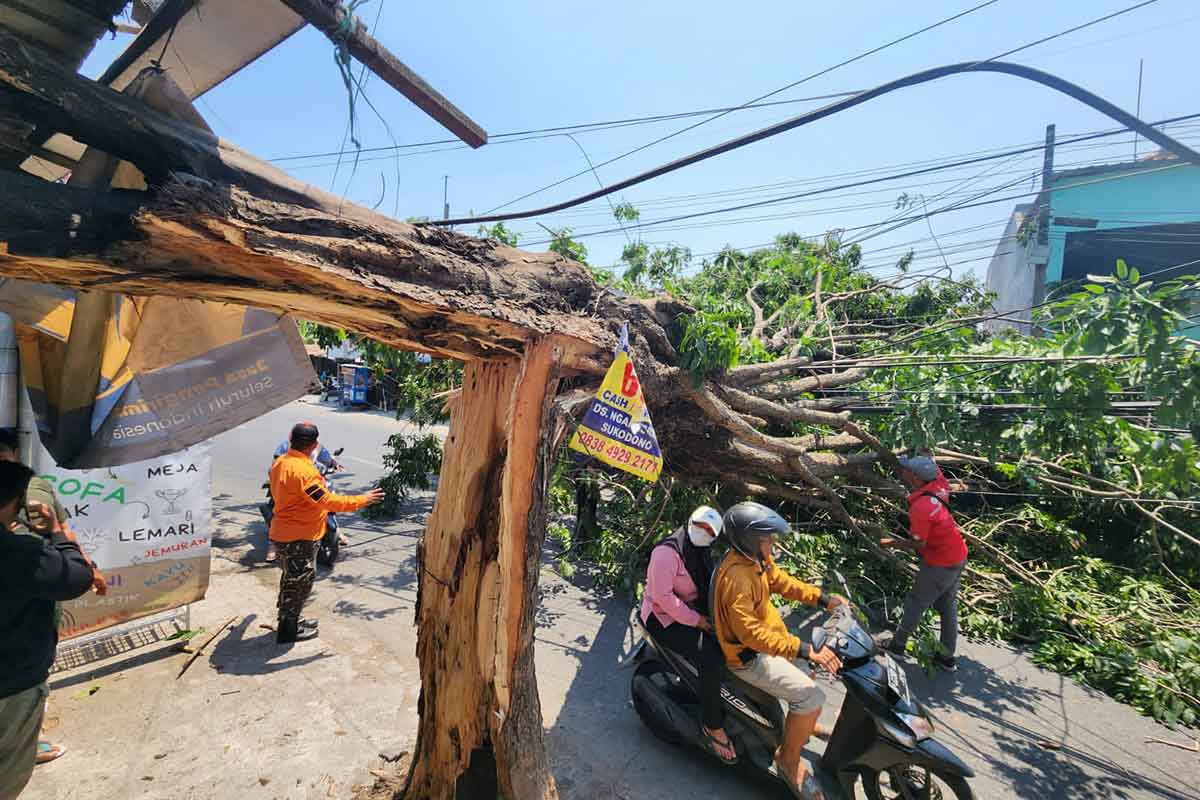 Pohon tumbang di Jalan Raya Kebon Agung, Kecamatan Sukodono, Tumbang dan menimpa sebuah toko, Minggu (8/10/2023)