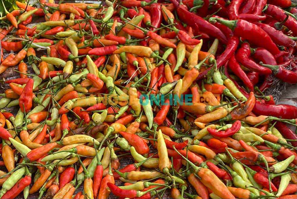Rata-rata harga cabai rawit masih mengalami penurunan yang signifikan. Foto: Bangsaonline.