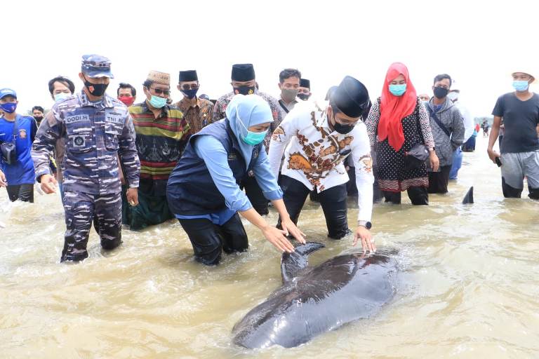 Gubernur Jawa Timur Khofifah Indar Parawansa saat melepas ikan paus yang terdampar di pesisir Modung Bangkalan Madura, Jumat (19/2/2021). Foto: ist 