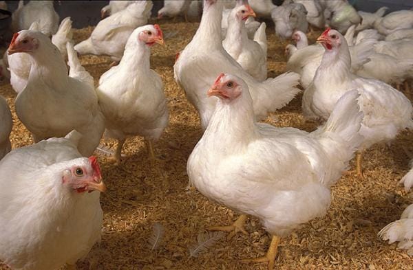 Harga daging ayam potong terus melangit.