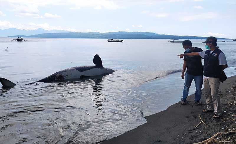 Bangkai ikan paus pembunuh atau orca di kawasan Pantai Bangsring, Kecamatan Wongsorejo, Banyuwangi, Sabtu (3/4/2021).