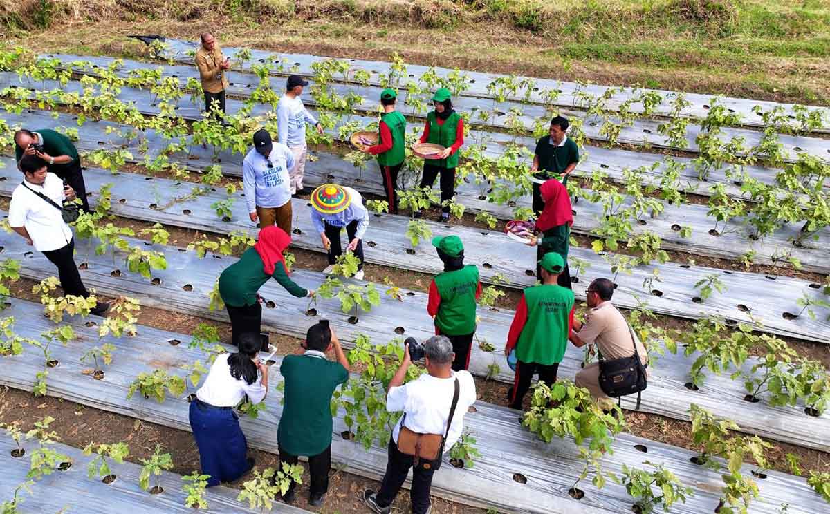Lahan di belakang SMPN 4 Kota Kediri yang dimanfaatkan untuk menanam sayur-sayuran. Foto: Ist