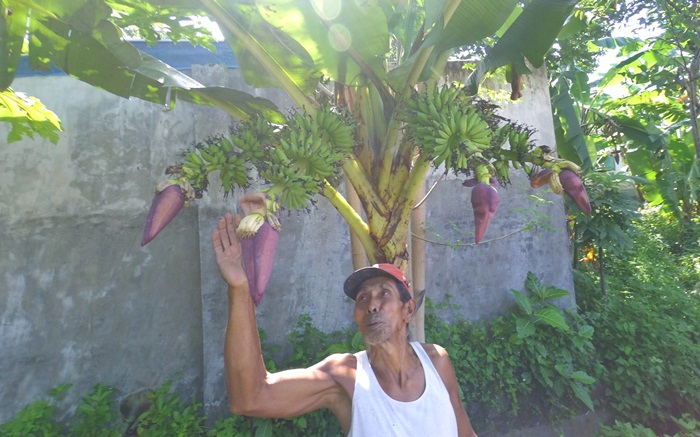 Suhud (63) bersama pohon pisang yang berbuah empat tangkai. Foto: Rony Suhartomo/BANGSAONLINE