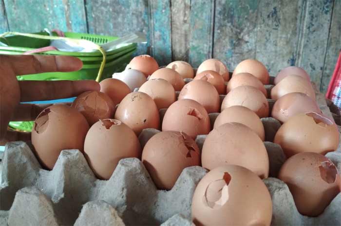 Telur bentesan dipilih karena harganya jauh lebih murah.