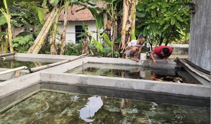 Kolam ikan cupang milik Kelompok Budidaya Ikan Mina Maju, Kelurahan Ketami.
