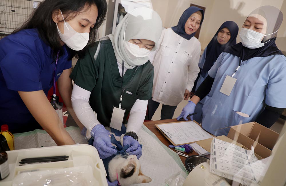 Kepala DKPP Surabaya Nanik Sukristina memantau langsung bakti sosial sterilisasi kucing gratis di UPT Pusat Kesehatan Hewan (Puskeswan) Jalan Ikan Dorang, Sabtu (30/5/2026). Foto: Hms