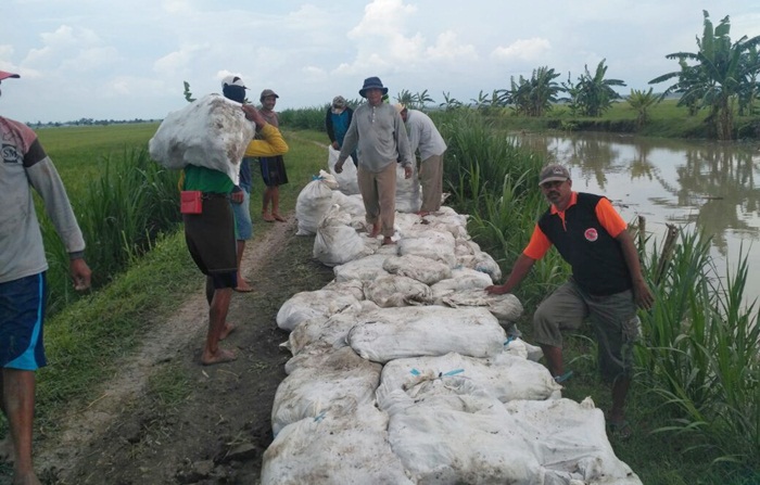 Curah Hujan Tinggi, Hippa Pucangarum Bojonegoro Tinggikan Tanggul