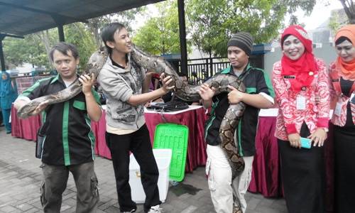Ular piton sepanjang 4 meter jadi obyek selfie. foto: yudi eko purnomo/ BANGSAONLINE