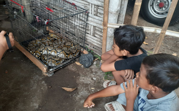 Nampak ular piton yang berhasil ditangkap warga, menjadi tontonan.