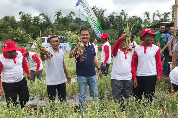 Dirut PG Rahmad Pribadi (tengah) memetik bawang merah hasil demplot NPK Phonska Plus di Bengkulu.