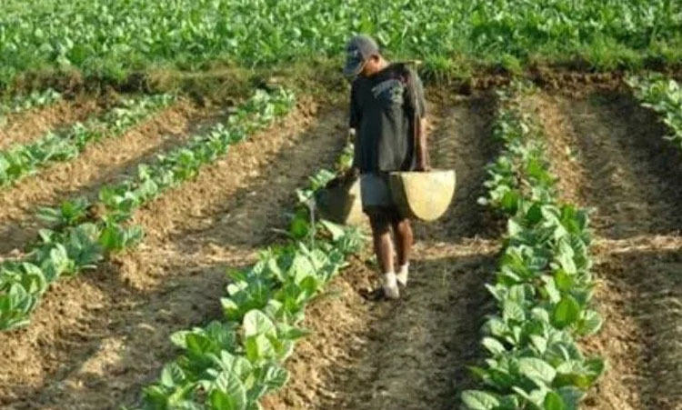 Petani Gunung Maddah tetap tanam tembakau. Sebab, harga panen tanaman lain turun drastis di saat wabah Covid-19.